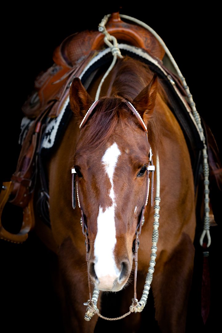 portraits de chevaux photographe équin équestre claire taylor à Genève et Annecy en France et en suisse black Hoof photography